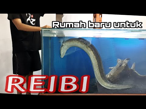 Aquarium Raksasa untuk rumah baru si REIBI