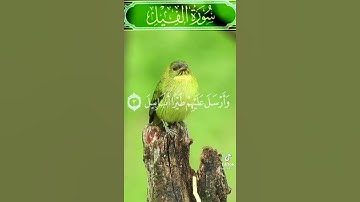 سورة الفيل