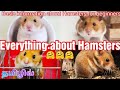 Everything about hamsters  in tamil | Information about Hamsters for beginners | Hamsters basic info