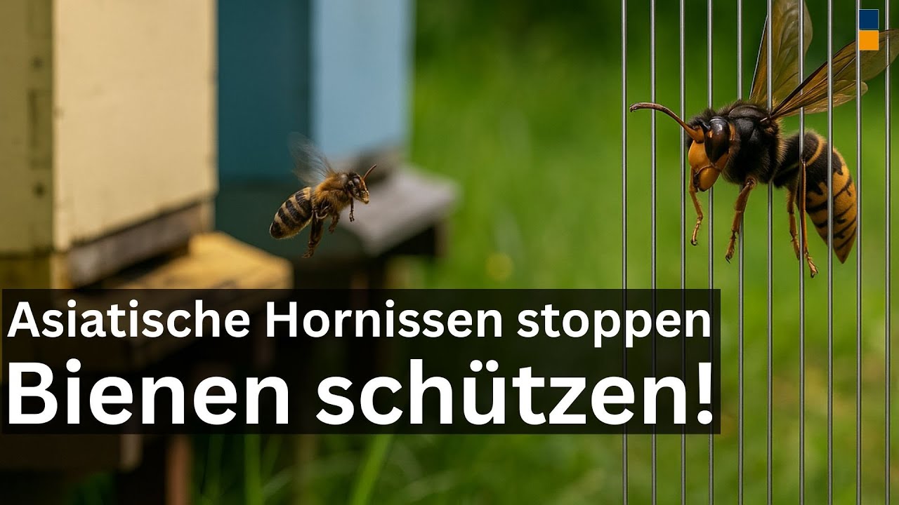 So schützt du deine Bienen! Elektrische Harfen gegen Asiatische Hornissen!