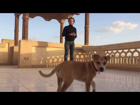 فيديو: كيفية تسمية كلب