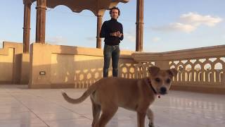 ازاي تعلم كلبك يحفظ اسمه ! تدريب الكلب على الاسم | Mahmoud And Kovu محمود و كوڤو