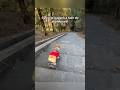 Ce comportement animal est incroyable #shorts