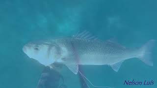 Part I Spearfishing Portugal 2022 By Nelson Luís