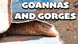 Reptiles of the Pilbara Part 1 - Goannas Along the Gorges