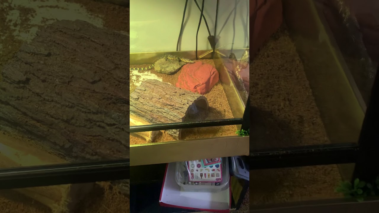 My baby Aiden water Monitor It’s looking better now need to go to the store.