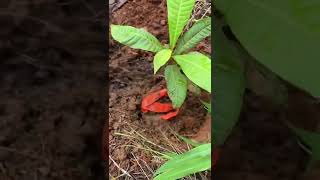 Reforestation project