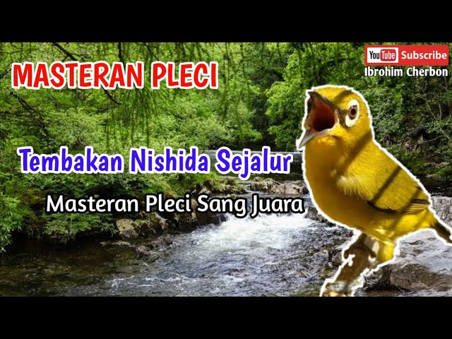 MASTERAN PLECI TEMBAKAN NISHIDA SEJALUR||Masteran Pleci Sang Juara class=