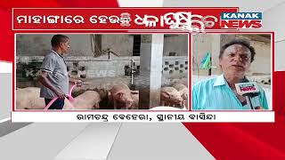 Bazaar Halchaal: White Pig Farming in Mahanga; Engineer Learns To Be Self-Sufficient Through Farming