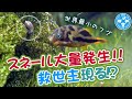 世界最小淡水フグ　アベニーパファーでスネール退治！～シリーズ第１弾～【チャーム】