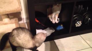 Cat And Ferret 1