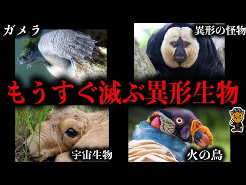 絶滅寸前の超希少生命体7選