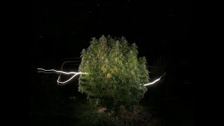 Mendo Dope Sticky Shake on 12ft Trees