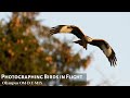 Birds in Flight Photography | Olympus OM-D E-M1X, M.Zuiko 300mm f/4 | Argaty Red Kites