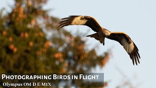 Birds in Flight Photography | Olympus OM-D E-M1X, M.Zuiko 300mm f/4 | Argaty Red Kites