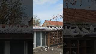 Сотня белых голубей