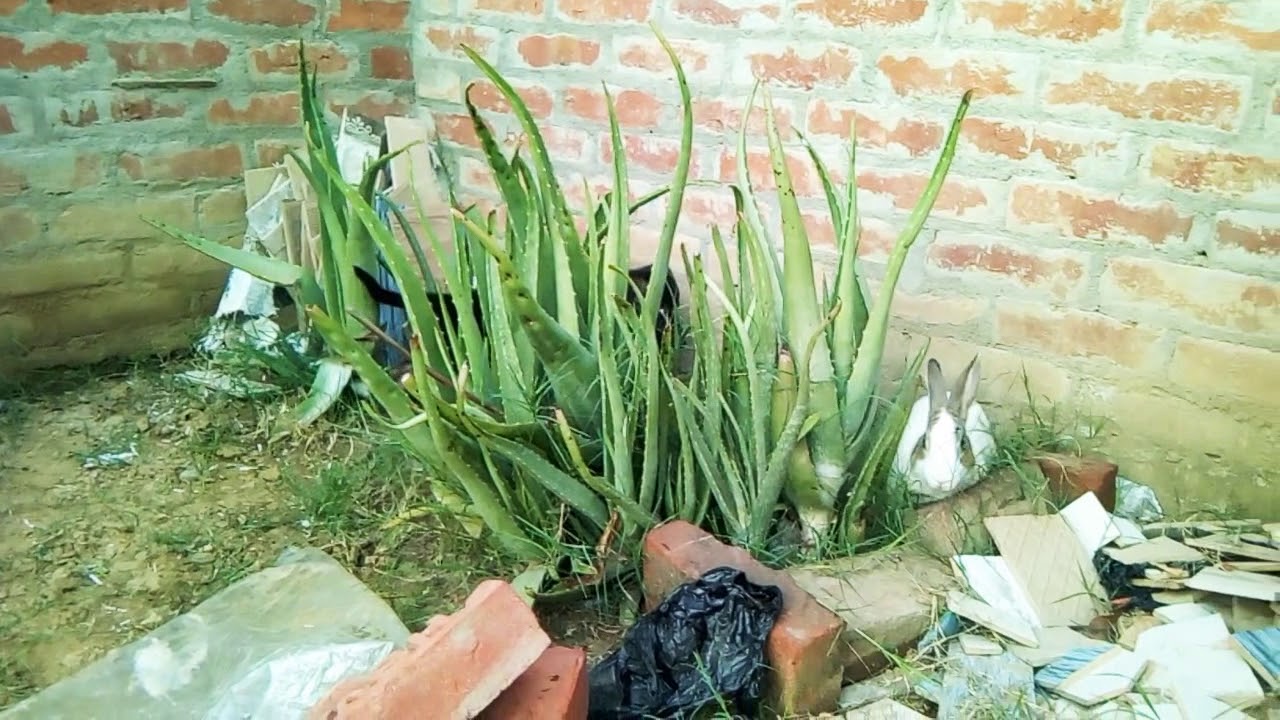 German shefers puppy playing with white 🐰