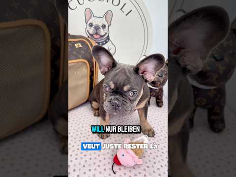 GRETA — Französische Bulldogge