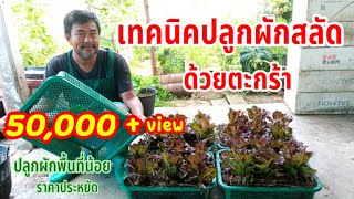 เทคนิคปลูกผักสลัดด้วยตะกร้า | วิธีปลูกผักสลัดในตะกร้า | ปลูกผักแบบพื้นที่น้อยในราคาประหยัด