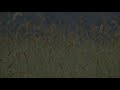 【自然音】虫の鳴き声 - 3 / Nature Sounds - Insects Sound