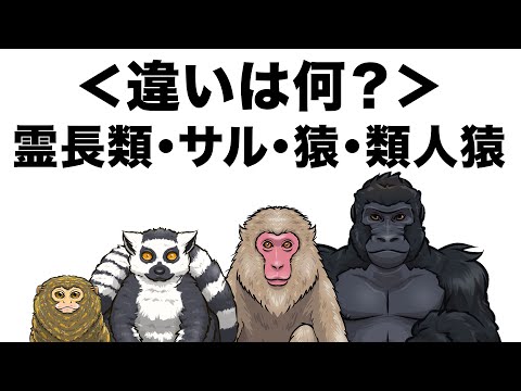 【霊長類・サル・猿・類人猿】言葉の解説
