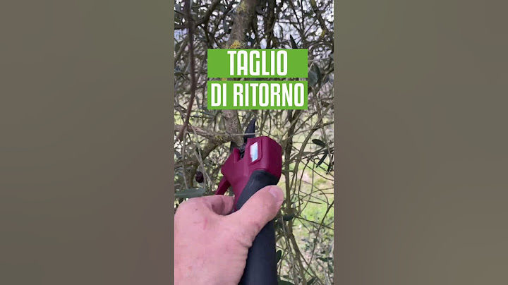 POTATURA OLIVO: ecco dove tagliare! TAGLIO DI RITORNO