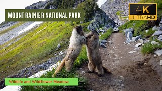 Mount Rainier National Park - Paradise Wildflower Meadow - Relaxing Nature Video