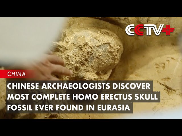 Ancient skull uncovered in China could be million-year-old Homo