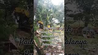 Mount sampah #musik #song #fyp short