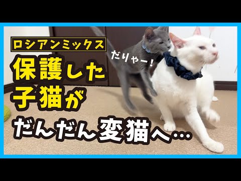 生後３ヶ月半、子猫の成長！変猫先輩と遊ぶ元気いっぱいなロシアンミックスの女の子。（冬80）