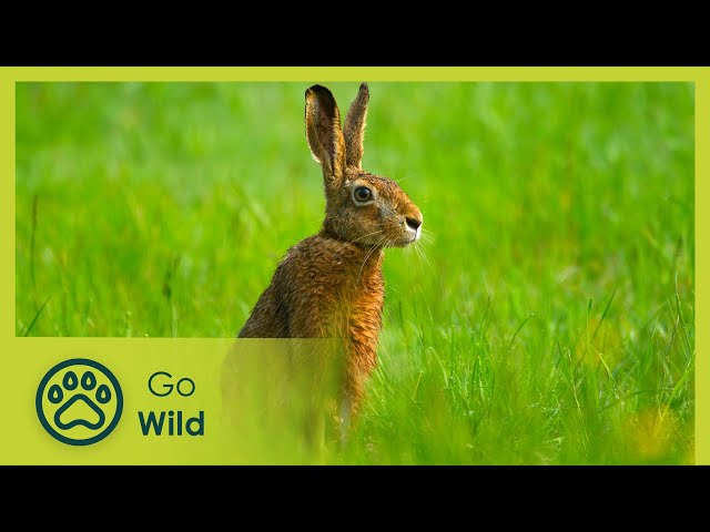 Springtime Stories - Go Wild class=