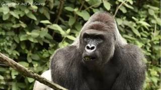 Работник зоопарка «раздавлен» смертью гориллы Харамбе
