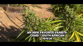MY NEW FAVORITE CANNABIS VARIETY - CISKEI - SOUTH AFRICAN 10/8/26