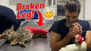 Kitten Has a Broken Leg Rescued!