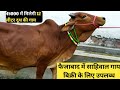 Sahiwal Cow For Sale in Faizabad Near #Juberganj #Mandi/फैजाबाद में साहिवाल गाय बिक्री के लिए उपलब्ध