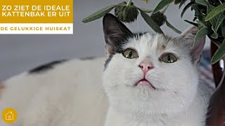 ZO ZIET DE IDEALE KATTENBAK ER UIT - De gelukkige huiskat | Kattengedrag by De gelukkige huiskat 481 views 4 weeks ago 6 minutes, 43 seconds