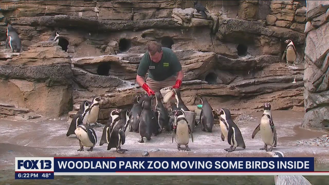 Woodland Park Zoo moving some birds inside due to bird flu concerns