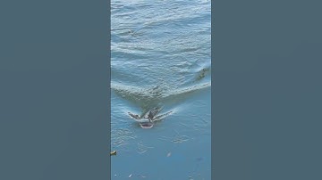 CẬN CẢNH CÁ LÓC TÁP MỒI HVAV1 #caucaloc #câucálóc #snakeheadfishing  #hva #huynhvananfishing #hvav1