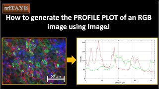 How to generate the PROFILE PLOT of an RGB image using ImageJ