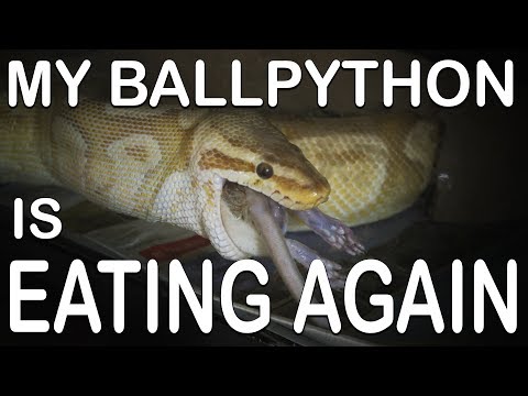 MY BALL PYTHON IS EATING AGAIN (Getting through a feeding strike)