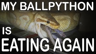 MY BALL PYTHON IS EATING AGAIN (Getting through a feeding strike)
