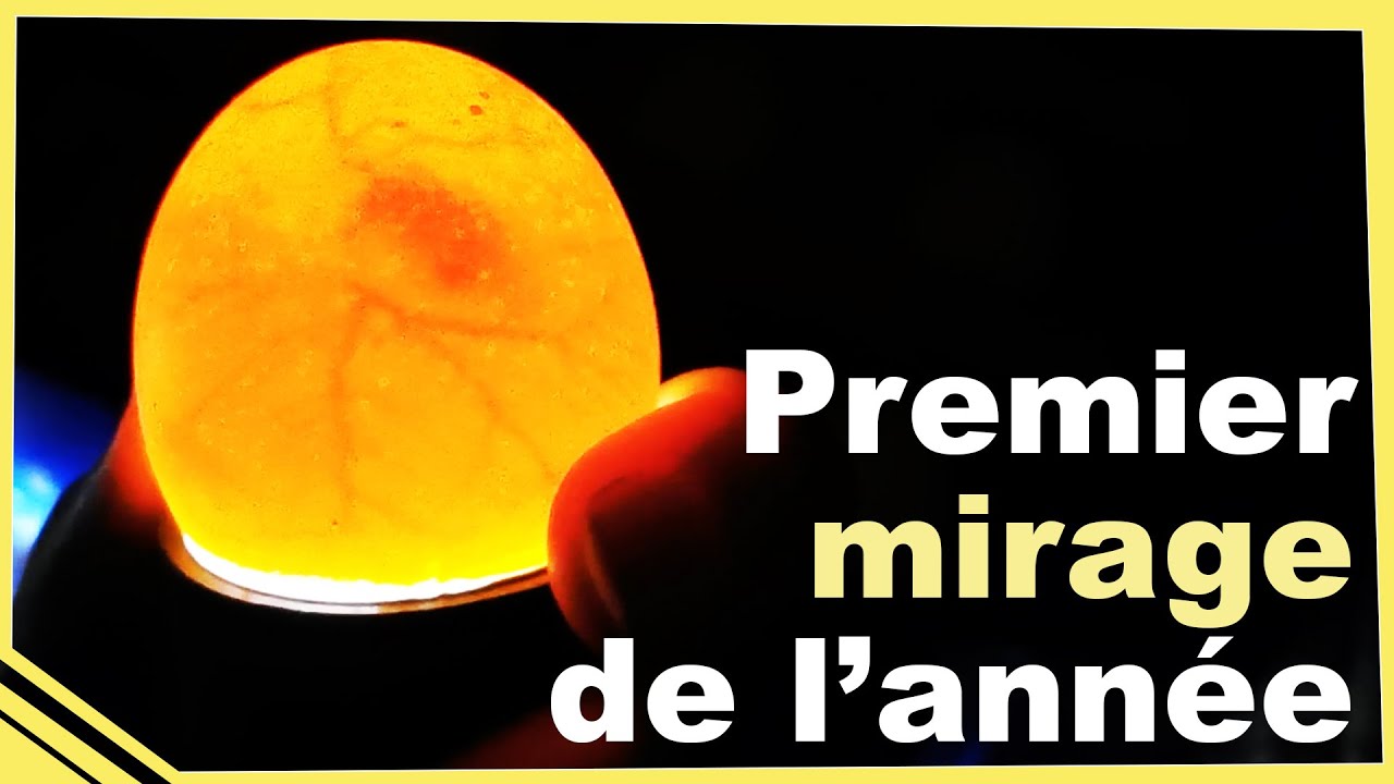 Combien de futures poules serama ?