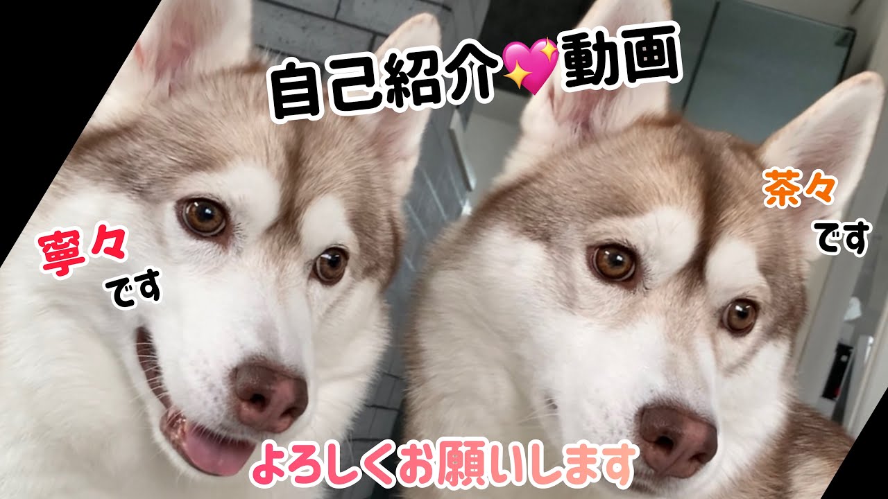 カッコイイ狼に なれない ハスキー姉妹 遠吠えの練習中 Youtube カッコイイ狼に なれない ハスキー姉妹 遠吠えの練習中 Youtube