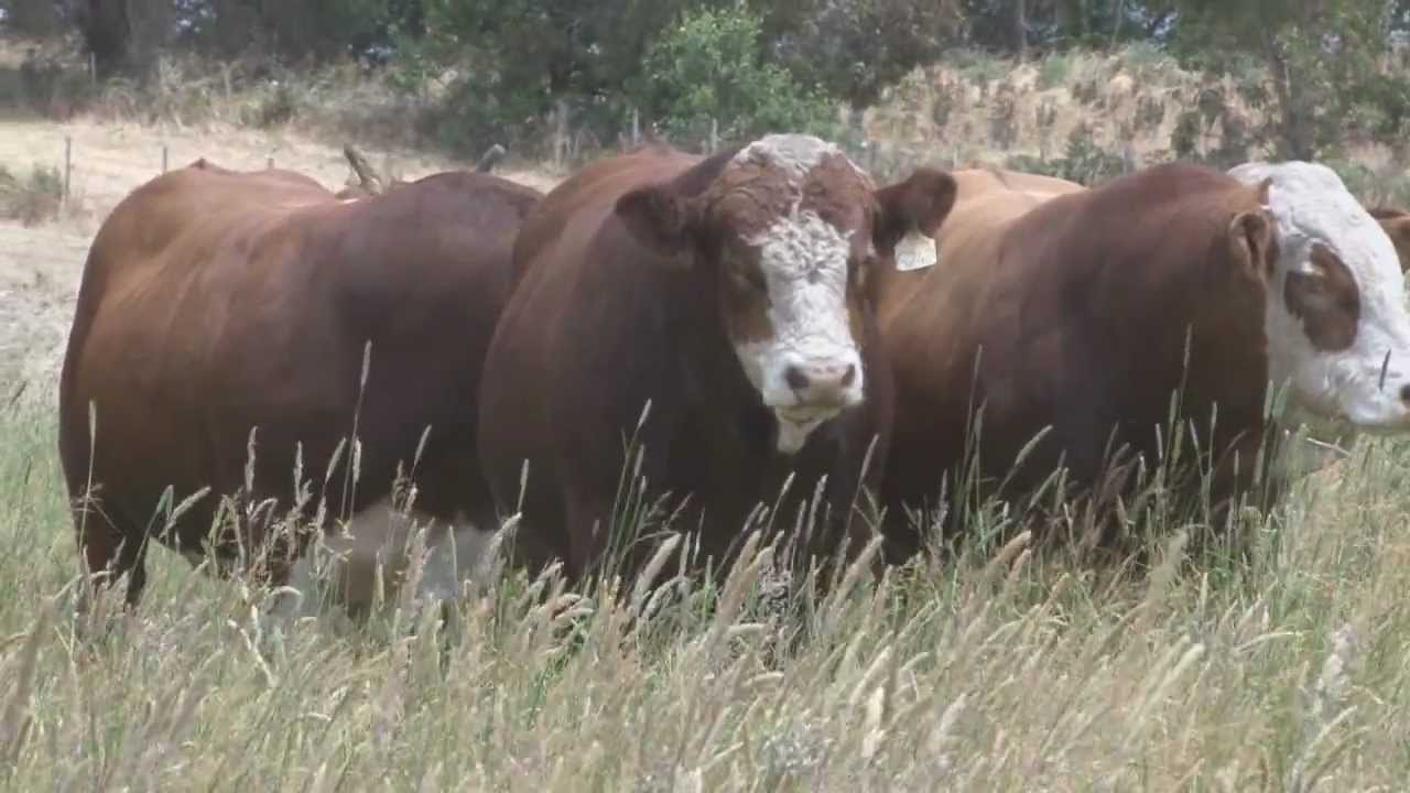 2013 Woonallee Simmentals Sale Preview