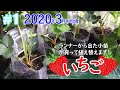 【初心者の家庭菜園】＃１　イチゴ栽培！今年の成果は「どんだけー！」期待と不安のワクワク菜園生活