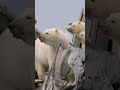 Mother searching food for cubs | Polar Bear | #polarbears #bears #wildanimals #arctic #nature