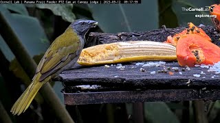 Buff-throated Saltators and Palm Tanager Eat Banana Up Close In Panama – Sept. 12, 2023