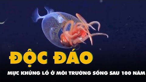 Video lần đầu tiên loài mực khổng lồ được ghi hình ở môi trường sống sau 100 năm
