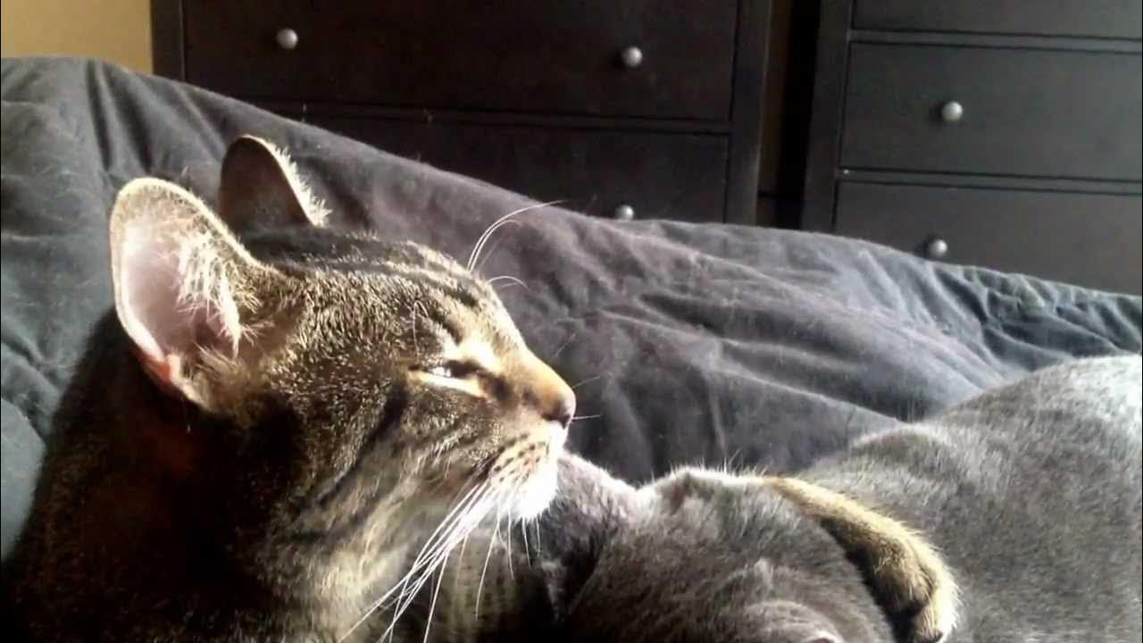 Longest cat licking another cat's ear/ cat ear cleaning. YouTube