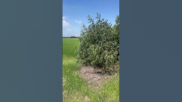 Cần bán nhanh DT 21 công đất lúa giá 115 triệu 1 công thuộc huyện mộc hóa tỉnh Long An lh 0819259737